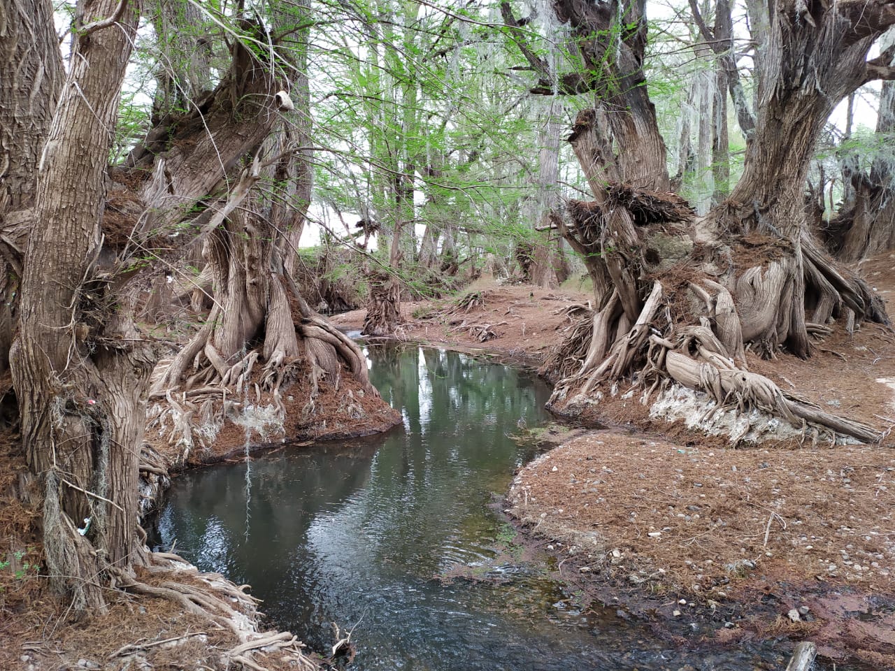 SISTEMAS DE CONSERVACIÓN AMBIENTAL -esp-